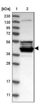 Western Blot CPA5 Antibody