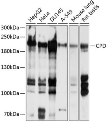 Western Blot: CPD Antibody [NBP2-92005] - Analysis of extracts of various cell lines, using CPD at 1:1000 dilution.Secondary antibody: HRP Goat Anti-Rabbit IgG (H+L) at 1:10000 dilution.Lysates/proteins: 25ug per lane.Blocking buffer: 3% nonfat dry milk in TBST.Detection: ECL Basic Kit .Exposure time: 10s.