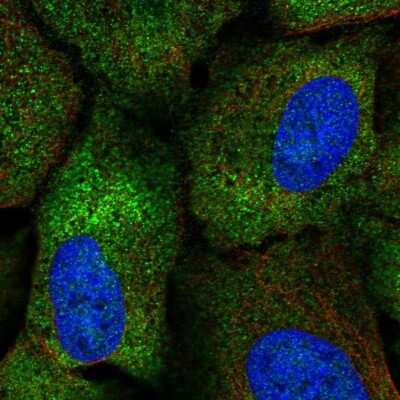 Immunocytochemistry/Immunofluorescence: CPEB2 Antibody [NBP2-56392] - Staining of human cell line U-2 OS shows localization to nucleoplasm & cytosol. Antibody staining is shown in green.