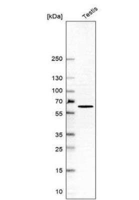 Western Blot: CPEB2 Antibody [NBP2-56392] -  Analysis in human testis tissue.