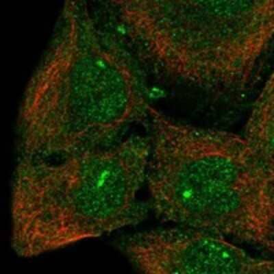 Immunocytochemistry/Immunofluorescence: CPEB3 Antibody [NBP3-17235] - Staining of human cell line HaCaT shows localization to nucleoplasm & cytosol.