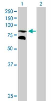 Western Blot: CPEB3 Antibody [H00022849-B01P] - analysis of CPEB3 expression in transfected 293T cell line by CPEB3 MaxPab polyclonal antibody. Lane 1: CPEB3 transfected lysate (76.67 KDa). Lane 2: Non-transfected lysate.