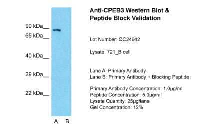 Western Blot CPEB3 Antibody - BSA Free