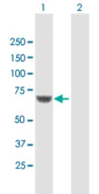 Western Blot: CPNE1 Antibody [H00008904-B01P] - Analysis of CPNE1 expression in transfected 293T cell line by CPNE1 polyclonal antibody.  Lane1:CPNE1 transfected lysate(59.07 KDa). Lane2:Non-transfected lysate.