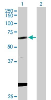 Western Blot: CPNE1 Antibody [H00008904-D01P] - Analysis of CPNE1 expression in transfected 293T cell line by CPNE1 polyclonal antibody.Lane 1: CPNE1 transfected lysate(59.10 KDa).Lane 2: Non-transfected lysate.