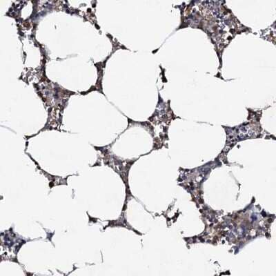 Immunohistochemistry-Paraffin CPNE2 Antibody - BSA Free