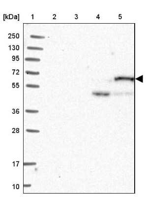 Western Blot CPNE2 Antibody - BSA Free