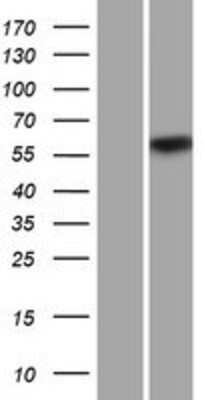 Western Blot: CPNE2 Overexpression Lysate (Adult Normal) [NBP2-05317] Left-Empty vector transfected control cell lysate (HEK293 cell lysate); Right -Over-expression Lysate for CPNE2.