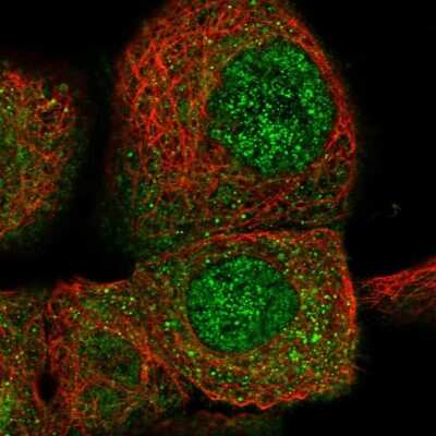 Immunocytochemistry/ Immunofluorescence CPNE3 Antibody - BSA Free