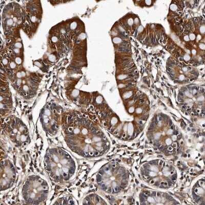 Immunohistochemistry-Paraffin CPNE3 Antibody - BSA Free
