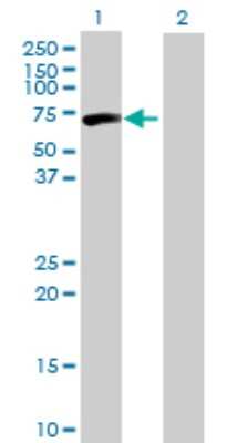 Western Blot: CPNE3 Antibody [H00008895-B01P] - Analysis of CPNE3 expression in transfected 293T cell line by CPNE3 polyclonal antibody.  Lane 1: CPNE3 transfected lysate(59.07 KDa). Lane 2: Non-transfected lysate.