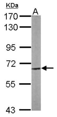 Western Blot: CPNE3 Antibody [NBP1-31453] - Sample (50 ug of whole cell lysate) A: Mouse brain 7. 5% SDS PAGE; antibody diluted at 1:1000.