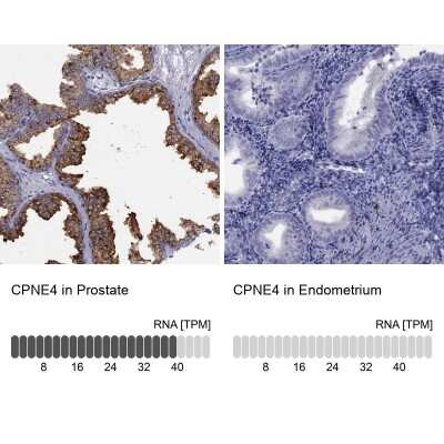 Immunohistochemistry-Paraffin CPNE4 Antibody - BSA Free