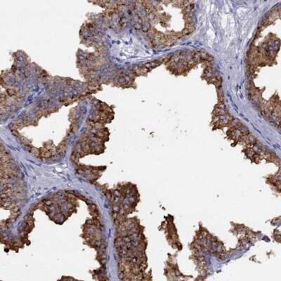 Immunohistochemistry-Paraffin CPNE4 Antibody - BSA Free