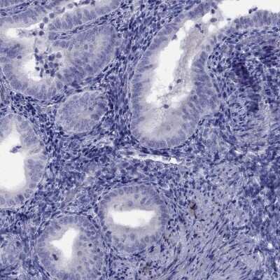 Immunohistochemistry-Paraffin CPNE4 Antibody - BSA Free