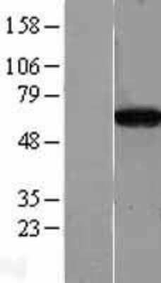 Western Blot CPNE4 Overexpression Lysate