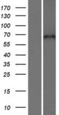 Western Blot: CPNE5 Overexpression Lysate (Adult Normal) [NBP2-06586] Left-Empty vector transfected control cell lysate (HEK293 cell lysate); Right -Over-expression Lysate for CPNE5.