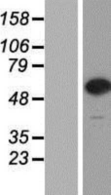 Western Blot CPNE7 Overexpression Lysate