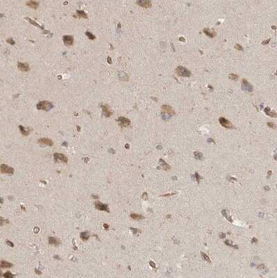 Immunohistochemistry-Paraffin CPR8 Antibody - BSA Free