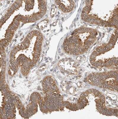 Immunohistochemistry-Paraffin: CPR8 Antibody [NBP1-87954] - Staining of human fallopian tube shows moderate cytoplasmic positivity in glandular cells.
