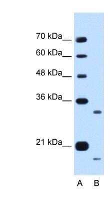 Western Blot CPR8 Antibody - BSA Free