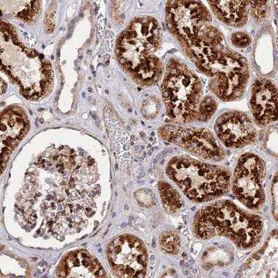 Immunohistochemistry-Paraffin: CPSF4L Antibody [NBP1-94159] - Staining of human kidney shows strong cytoplasmic positivity in cells in tubules.