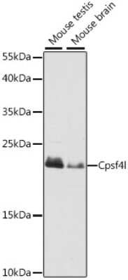 Western Blot CPSF4L Antibody - Azide and BSA Free