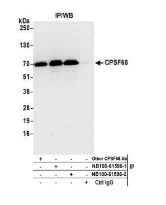 <b>Independent Antibodies Validation. </b>Immunoprecipitation: CPSF6 Antibody [NB100-61596] - Detection of human CPSF68 by western blot of immunoprecipitates. Samples: Whole cell lysate (1.0 mg per IP reaction; 20% of IP loaded) from HeLa cells prepared using NETN lysis buffer. Antibodies: Affinity purified rabbit anti-CPSF68 antibody NB100-61596 (lot NB100-61596-2) used for IP at 3 ug per reaction. CPSF68 was also immunoprecipitated by a previous lot of this antibody (lot NB100-61596-1) and another rabbit anti-CPSF68 antibody. For blotting immunoprecipitated CPSF68, NB100-61596 was used at 0.4 ug/ml. Detection: Chemiluminescence with an exposure time of 10 seconds.