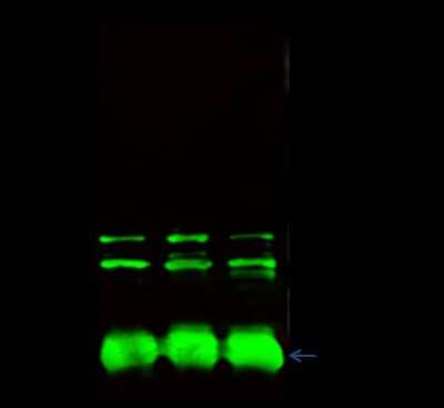 Immunoprecipitation: CPSF6 Antibody [NBP2-99189] - CPSF6 was immunoprecipitated using: Lane A: 0.5 mg Hela Whole Cell Lysate. Lane B: 0.5 mg K562 Whole Cell Lysate. Lane C: 0.5 mg Jurkat Whole Cell Lysate4 ul anti-CPSF6 rabbit polyclonal antibody and 15 ul of 50 % Protein G agarose. Primary antibody: Anti-CPSF6 rabbit polyclonal antibody, at 1:100 dilution. Secondary antibody: Dylight 800-labeled antibody to rabbit IgG (H+L), at 1:5000 dilution. Developed using the Odyssey technique. Performed under reducing conditions. Predicted band size: 60 kDa. Observed band size: 72 kDa