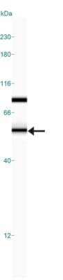 Simple Western: CPSF6 Antibody [NB100-61596] - Simple Western lane view shows a specific band for CPSF6 in 0.5 mg/ml of HeLa lysate.  This experiment was performed under reducing conditions using the 12-230 kDa separation system.