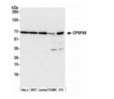 Western Blot: CPSF6 Antibody [NB100-61596] - Whole cell lysate (15 ug) from HeLa, 293T, Jurkat, mouse TCMK-1, and mouse NIH3T3 cells prepared using NETN lysis buffer. Antibody: Affinity purified rabbit antiCPSF68 antibody used for WB at 0.1 ug/ml. Detection: Chemiluminescence with an exposure time of 10 seconds.