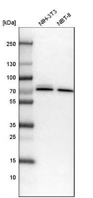 Western Blot: CPSF6 Antibody [NBP1-85676] - Analysis in mouse cell line NIH-3T3 and rat cell line NBT-II.