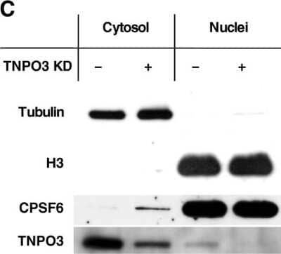 Western Blot: CPSF6 Antibody [NBP1-85676] - TNPO3 KD inhibits HIV-1 replication by shifting CPSF6 to the cytoplasm. Cell fractionation to identify the cellular localization of endogenous CPSF6. Expression of tubulin in the cytoplasm and histone 3 (H3) in the nucleus was assessed to verify the fractionation. Image collected and cropped by CiteAb from the following publication (//retrovirology.biomedcentral.com/articles/10.1186/1742-4690-10-20), licensed under a CC-BY license.