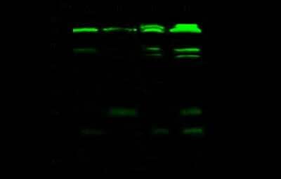 Western Blot: CPSF6 Antibody [NBP2-99189] - Anti-CPSF6 rabbit polyclonal antibody at 1:500 dilution. Lane A: Jurkat Whole Cell Lysate. Lane B: K562 Whole Cell Lysate. Lane C: A431 Whole Cell Lysate. Lane D: HepG2 Whole Cell Lysate. Lysates/proteins at 30 ug per lane. Secondary Goat Anti- Rabbit IgG H&L (Dylight 800) at 1/10000 dilution. Developed using the Odyssey technique. Performed under reducing conditions. Predicted band size: 59 kDa. Observed band size: 72 kDa (We are unsure as to the identity of these extra bands).