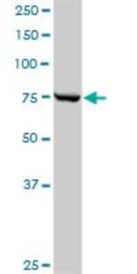 Western Blot: CPSF73 Antibody [H00051692-D01P] - Analysis of CPSF3 expression in HeLa.