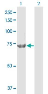 Western Blot: CPSF73 Antibody [H00051692-D01P] - Analysis of CPSF3 expression in transfected 293T cell line by CPSF3 polyclonal antibody.Lane 1: CPSF3 transfected lysate(77.50 KDa).Lane 2: Non-transfected lysate.