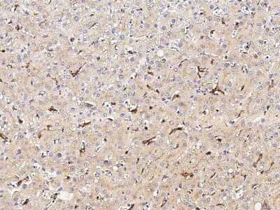 Immunohistochemistry-Paraffin: CPVL Antibody [NBP2-97080] - Staining of human CPVL in human liver with rabbit polyclonal antibody (1:10000).