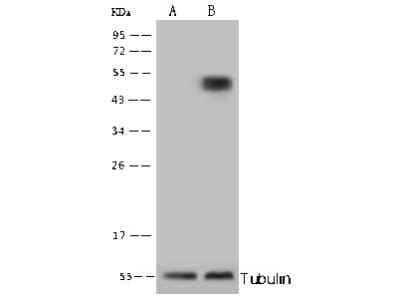 Knockout Validated: CPVL Antibody [NBP2-97080] - Lane A: CPVL konckout 293FT Whole Cell Lysate Lane B: 293FT Whole Cell Lysate. Lysates/proteins at 10 ug per lane. Secondary: Goat Anti-Rabbit IgG (H+L)/HRP at 1/10000 dilution. Developed using the ECL technique. Performed under reducing conditions. Predicted band size:54 kDa. Observed band size:54 kDa. (We are unsure as to the identity of these extra bands.)