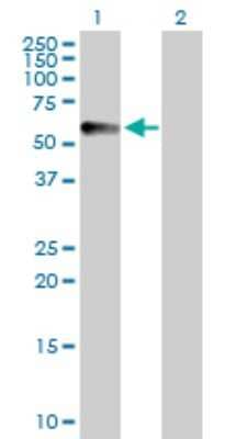 Western Blot: CPVL Antibody [H00054504-D01P] - Analysis of CPVL expression in transfected 293T cell line by CPVL polyclonal antibody.Lane 1: CPVL transfected lysate(54.20 KDa).Lane 2: Non-transfected lysate.