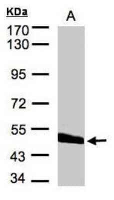 Western Blot: CPVL Antibody [NBP1-32428] - (30 ug of whole cell lysate) A:Hep G2) 7.5% SDS PAGE diluted at 1:2000.