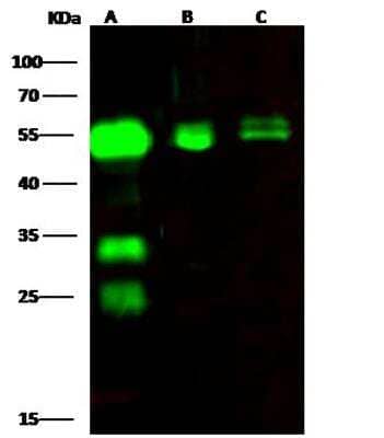 Western Blot: CPVL Antibody [NBP2-97080] - Lane A: 293 Whole Cell LysateLane B: HepG2 Whole Cell LysateLane C: Jurkat Whole Cell LysateLysates/proteins at 30 ug per lane.SecondaryGoat Anti-Rabbit IgG H&L (Dylight800) at 1/10000 dilution.Developed using the Odyssey technique. Performed under reducing conditions.Predicted band size:54 kDaObserved band size:54 kDa(We are unsure as to the identity of these extra bands.)