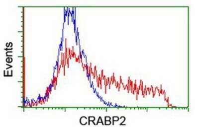 Flow Cytometry: CRABP2 Antibody (OTI10D6) - Azide and BSA Free [NBP2-70448] - HEK293T cells transfected with either overexpression plasmid (Red) or empty vector control plasmid (Blue) were immunostaining by anti-CRABP2 antibody, and then analyzed by flow cytometry.