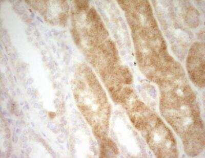 Immunohistochemistry-Paraffin: CRACC/SLAMF7 Antibody (OTI1F1) - Azide and BSA Free [NBP2-72107] - Staining of paraffin-embedded Human Kidney tissue within the normal limits using anti-SLAMF7 mouse monoclonal antibody. (Heat-induced epitope retrieval by 1 mM EDTA in 10mM Tris, pH8.5, 120 degrees C for 3min.