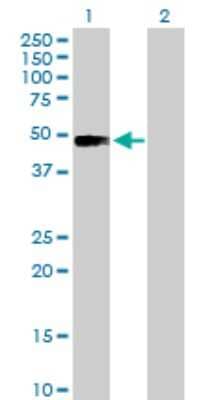 Western Blot: CRACC/SLAMF7 Antibody [H00057823-B01P] - Analysis of SLAMF7 expression in transfected 293T cell line by SLAMF7 polyclonal antibody.  Lane 1: SLAMF7 transfected lysate(32.67 KDa). Lane 2: Non-transfected lysate.