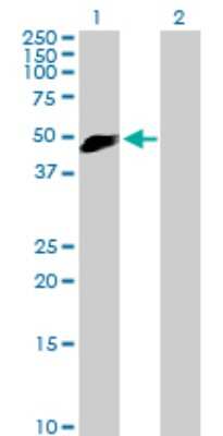 Western Blot: CRACC/SLAMF7 Antibody [H00057823-B02P] - Analysis of SLAMF7 expression in transfected 293T cell line by SLAMF7 polyclonal antibody.  Lane 1: SLAMF7 transfected lysate(36.85 KDa). Lane 2: Non-transfected lysate.