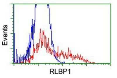 Flow Cytometry: CRALBP Antibody (OTI1G6) - Azide and BSA Free [NBP2-71275] - HEK293T cells transfected with either overexpression plasmid (Red) or empty vector control plasmid (Blue) were immunostaining by anti-CRALBP antibody, and then analyzed by flow cytometry.