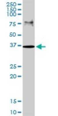 Western Blot: CRALBP Antibody [H00006017-D01P] - Analysis of RLBP1 expression in HeLa.