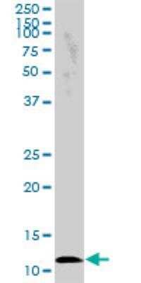 Western Blot: CRB3 Antibody [H00092359-B01P] - CRB3 MaxPab polyclonal antibody. Western Blot analysis of CRB3 expression in A-549.