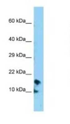 Western Blot CRB3 Antibody