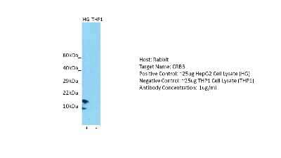 Western Blot CRB3 Antibody